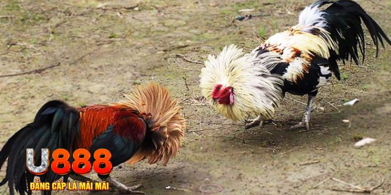123 win casino Đăng nhập